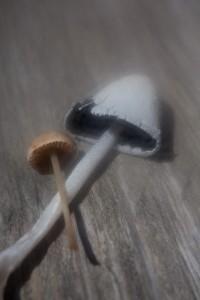 Essai Lensbaby 4/5 : les accessoires