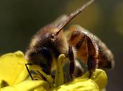 L’esprit l’abeille jaune (Tshanyang Gyatsho)