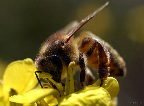 L’esprit de l’abeille jaune (Tshanyang Gyatsho)