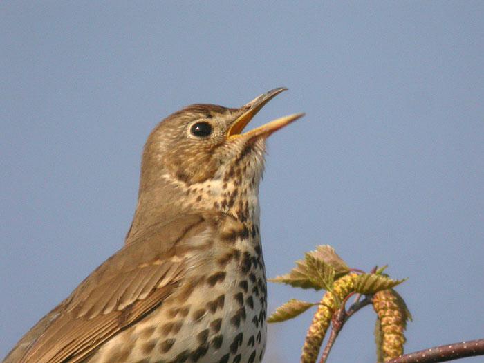 Dès l’aube (Katell Antoine)
