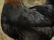 poule (Bernard Lorraine)