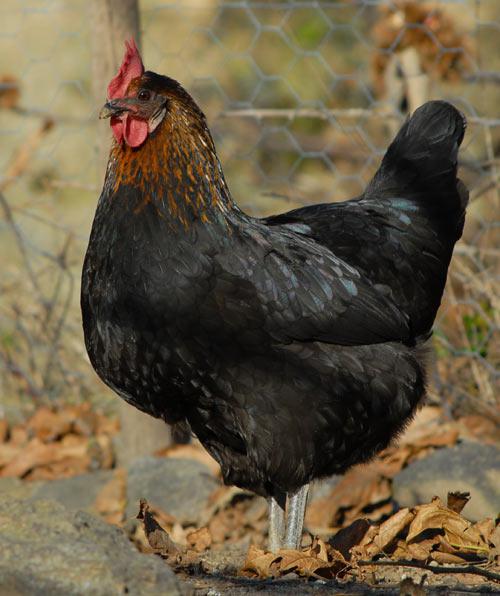 La poule (Bernard Lorraine)