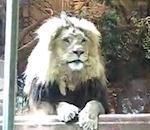 lion rebelle Grand Vegas