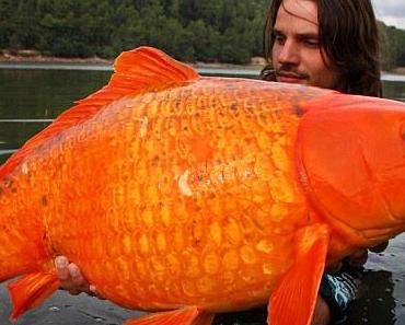 Il pêche un « poisson rouge » de 14 kg