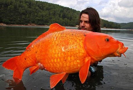 photo humour insolite poisson rouge carpe koï