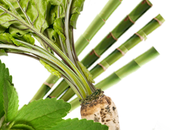 Stévia rébaudiosite l’eldorado sucré