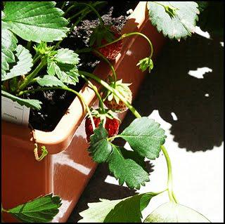 Votre balcon potager ?