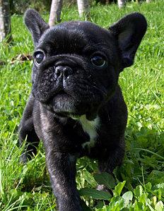 gd_bouledogue_francais_1.jpg