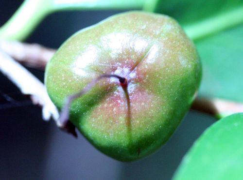 adolphe fruit veneux 29 juil 2010 014.jpg