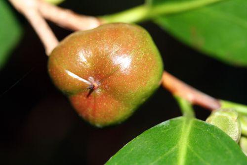 adolphe fruit 28 août 2010 012.jpg