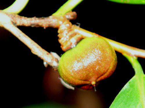 adolphe fruit 7 sept 2010 001.jpg