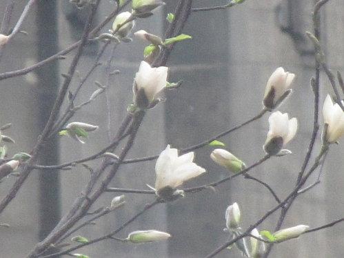 Paris is beautiful 0867