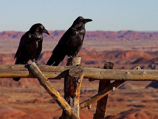 LES CORBEAUX SONT LES GITANS DU CIEL