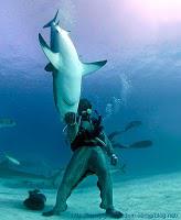 BANGKOK  Nager avec les requins