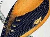 loriot, utile jardin, devient rare.