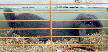 MON PETIT GLOBE TROTTEUR S'EN EST ALLE