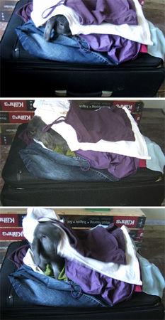 MON PETIT GLOBE TROTTEUR S'EN EST ALLE