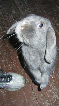 MON PETIT GLOBE TROTTEUR S'EN EST ALLE