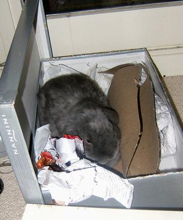 MON PETIT GLOBE TROTTEUR S'EN EST ALLE