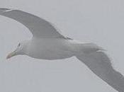 L’Enfant d’E. Schmitt (3/3)