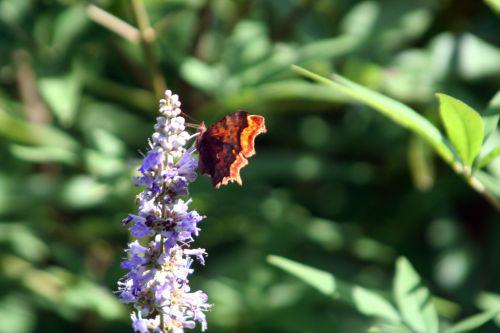 robert vitex courtoiseau 11 sept 2010 015.jpg