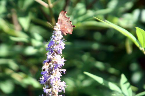 robert vitex courtoiseau 11 sept 2010 016.jpg