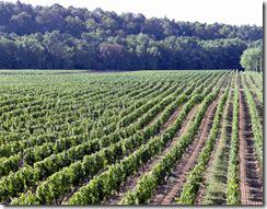 route-des-vins-du-quebec-vignobles-quebecois