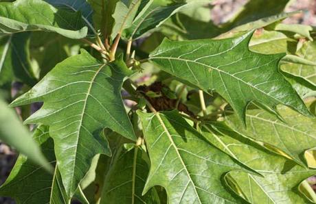 Papaye feuille chene carica vascocella quercifolia leaf feuille xl