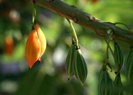 Oak leaf papaya green orange fruit vert papayette