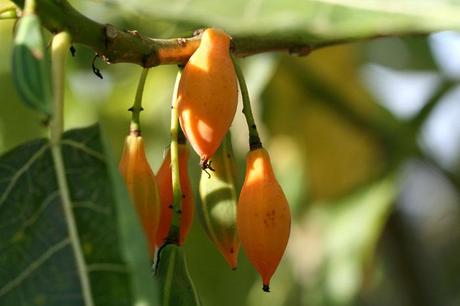 Carica quercifolia vasconcellea quercifolia fruit s