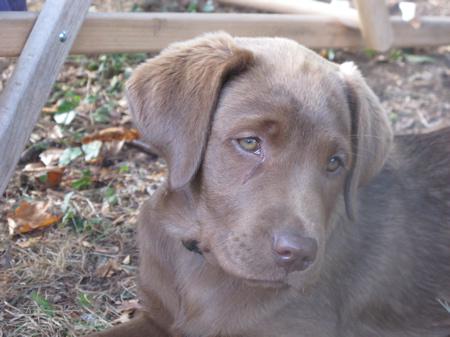 Nouvelle merveille dans mon jardin