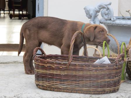 Nouvelle merveille dans mon jardin