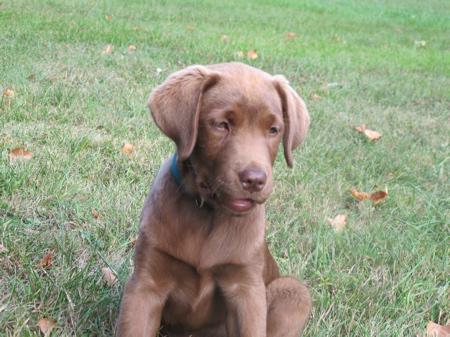 Nouvelle merveille dans mon jardin