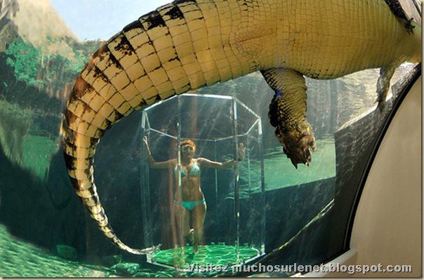 Nager avec les crocodiles_Parc Crocosaurus Crique-5