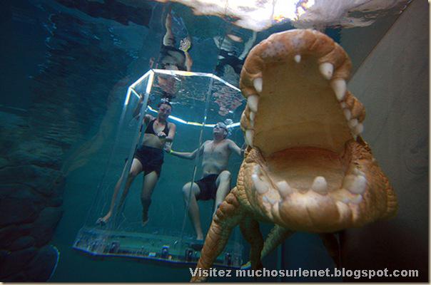 Nager avec les crocodiles_Parc Crocosaurus Crique-3
