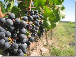 vignobles-route-des-vins-du-quebec-vin-quebecois