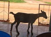 invitée surprise bibliothèque Koungheul