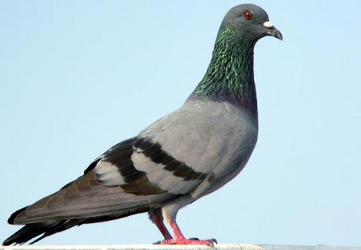 pigeon