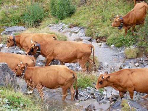 73270 Lac de Roselend