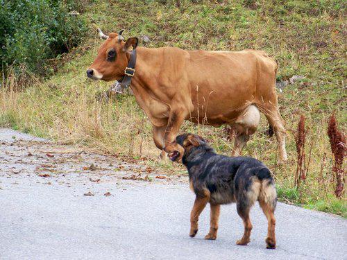 73270 Lac de Roselend