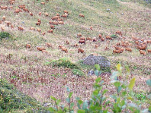 73270 Lac de Roselend