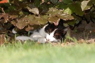 Défi photo - Mon animal