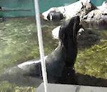 vidéo otarie cri humain