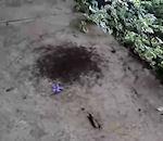 vidéo spirale fourmis