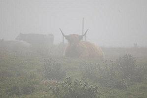 Beef-in-fog.jpg