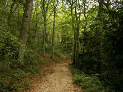 Promenons nous dans les bois…