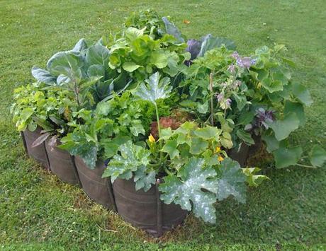 Ils sont beaux mes légumes, ils sont beaux
