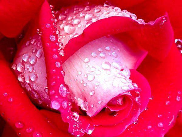 Les perles de rose (Gilbert Saint-Pré)