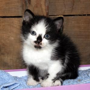 un nouveau locataire !