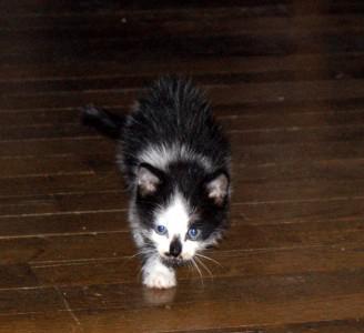 un nouveau locataire !